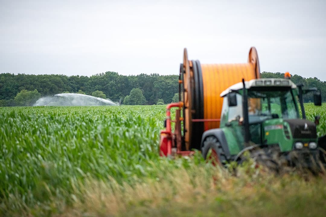 Mais gaat heel efficiënt om met water en heeft in vergelijking met gras maar de helft aan water nodig per kilo droge stofproductie. Beregenen van mais loont dan ook veel sneller dan gras. - Foto: Michel Velderman