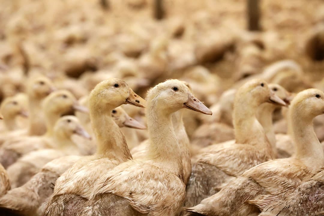 De besmetting met vogelgriep op een vleeseendenvermeerderingsbedrijf betekent minder broedeieren en minder vleeseenden op de markt. - Foto: Henk Riswick