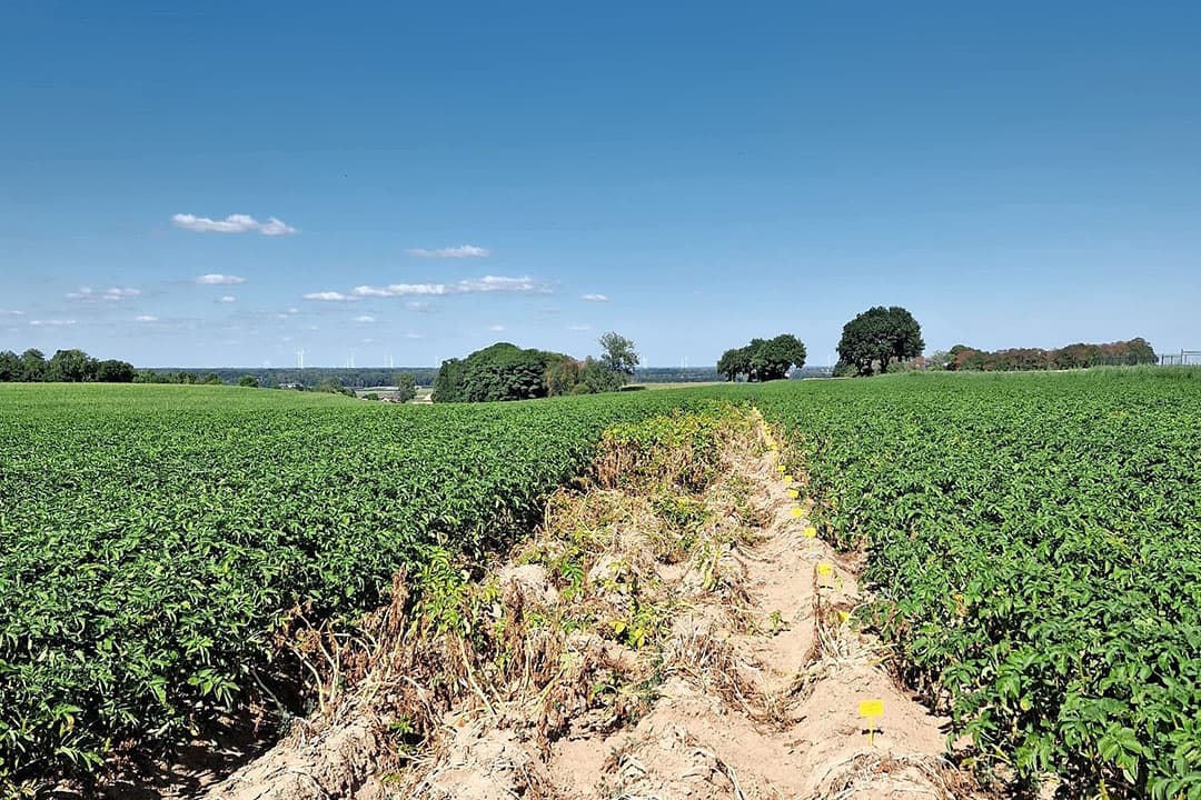Bredeks proefveld in Jabeek (L.). In 2023 legt hij een groter proefveld aan in opdracht van LTO en BO Akkerbouw. - Foto Ben Bredek.
