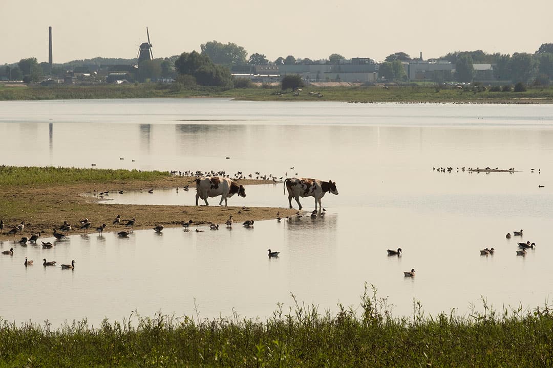 Grazende koeien in de uiterwaarden van de IJssel. De komende dagen wordt hoogwater verwacht. - Foto: Twan Wiermans