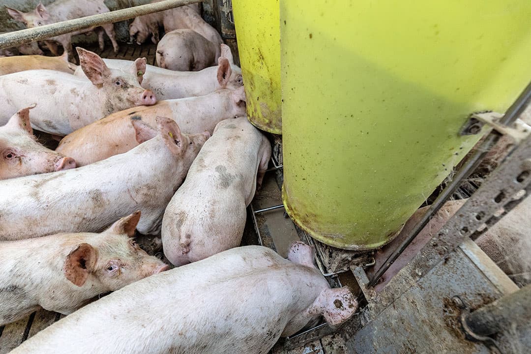 Met name voer is sterk in prijs gestegen; Wageningen Economic Research rekent met een gemiddelde stijging van de pakketprijs vleesvarkensvoer van bijna € 10 per 100 kilo ten opzichte van 2021. Dat tikt door in de kostprijs. - Foto: Herbert Wiggerman