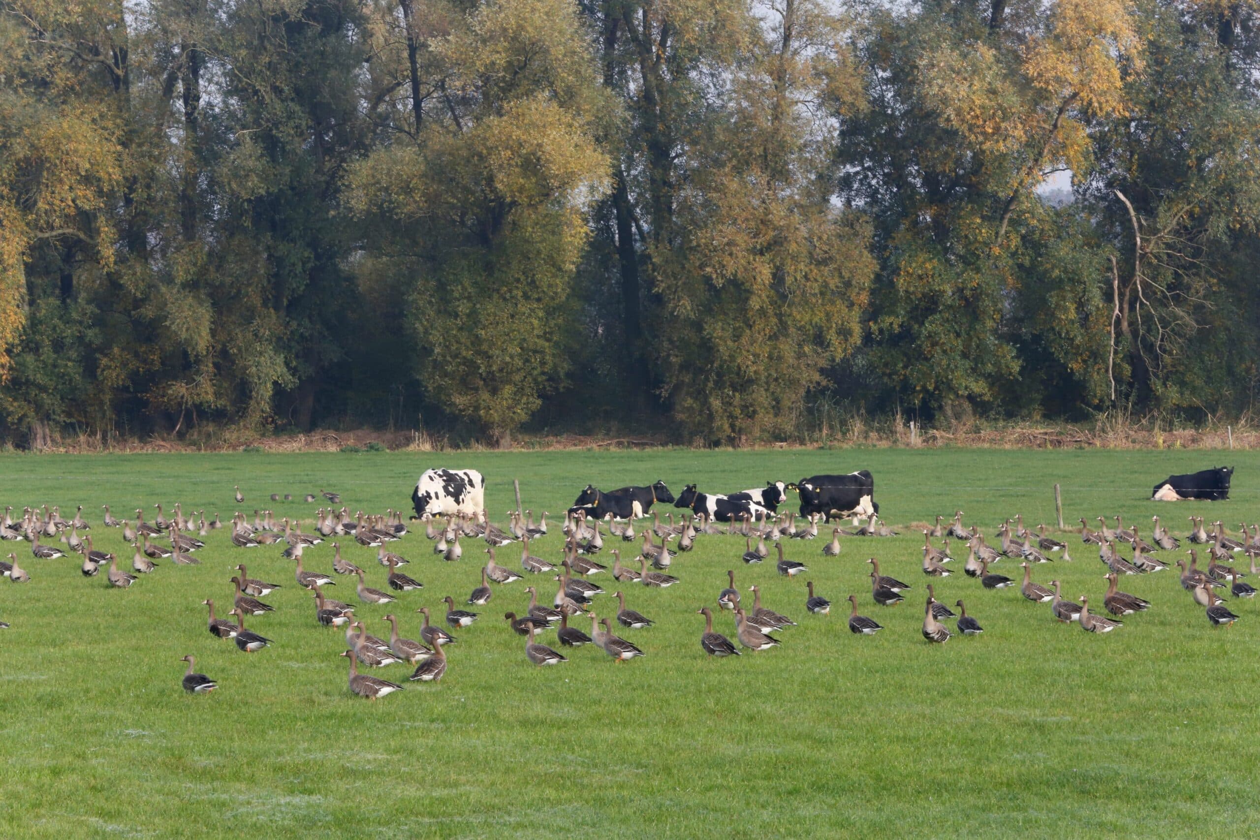 Ganzen in de uitloop