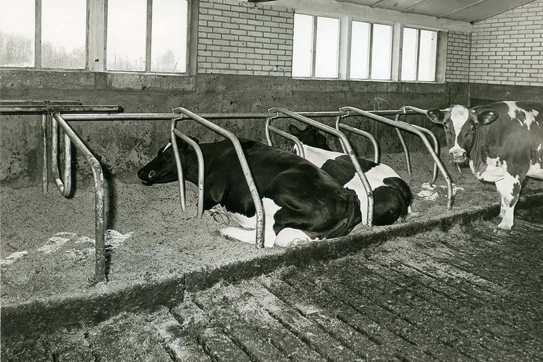 De boxen zoals op de foto zouden nu niet meer volstaan. Hooguit voor jongvee. Koeien werden de afgelopen decennia groter en pasten op een bepaald moment niet meer in de eerste-generatie boxen. Ze gingen schuin liggen wat bevuiling in de hand werkte. Voor veel boeren zat er uiteindelijk niets anders op, er moest een nieuwe stalinrichting komen. - Foto: Misset
