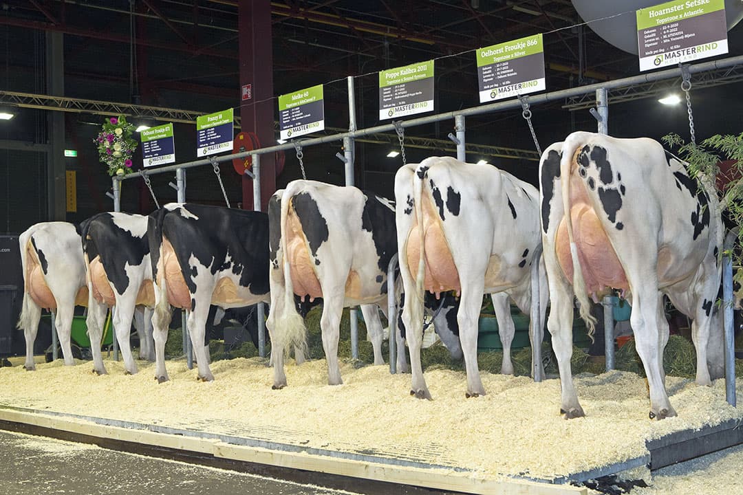 Tijdens de HHH show in Leeuwarden werden zes jonge dochters getoond van Topstone. Het goede optreden wordt gevold door een goede index. - Foto: Alger Meekma