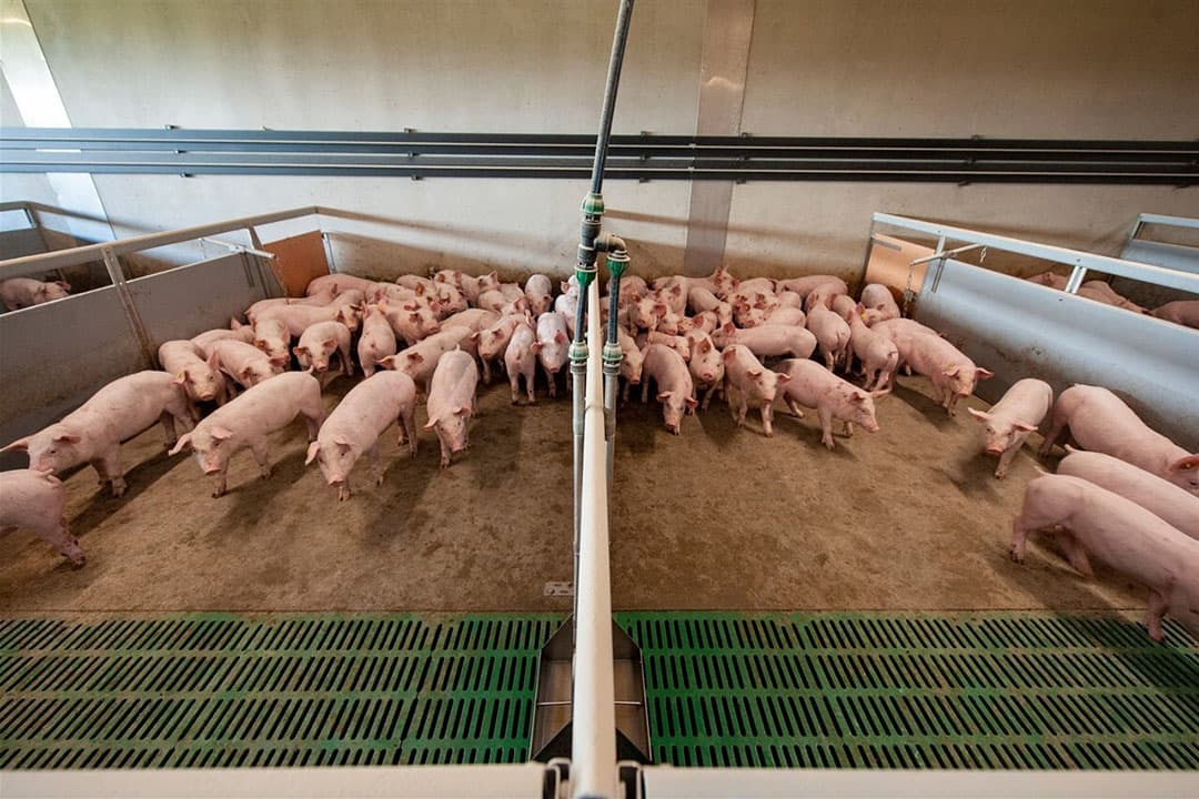 Waar de veestapel in Nederland over het geheel genomen redelijk stabiel blijft, is het aantal varkensbedrijven in 10 jaar tijd met 45% gedaald. - Foto: ANP