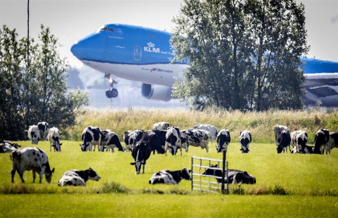 Een vliegtuig stijgt op van Schiphol, met op de voorgrond koeienb. Er mag geen stikstofruimte van boeren worden aangekocht voor de natuurvergunning van Schiphol, stelt de Tweede Kamer in een motie.