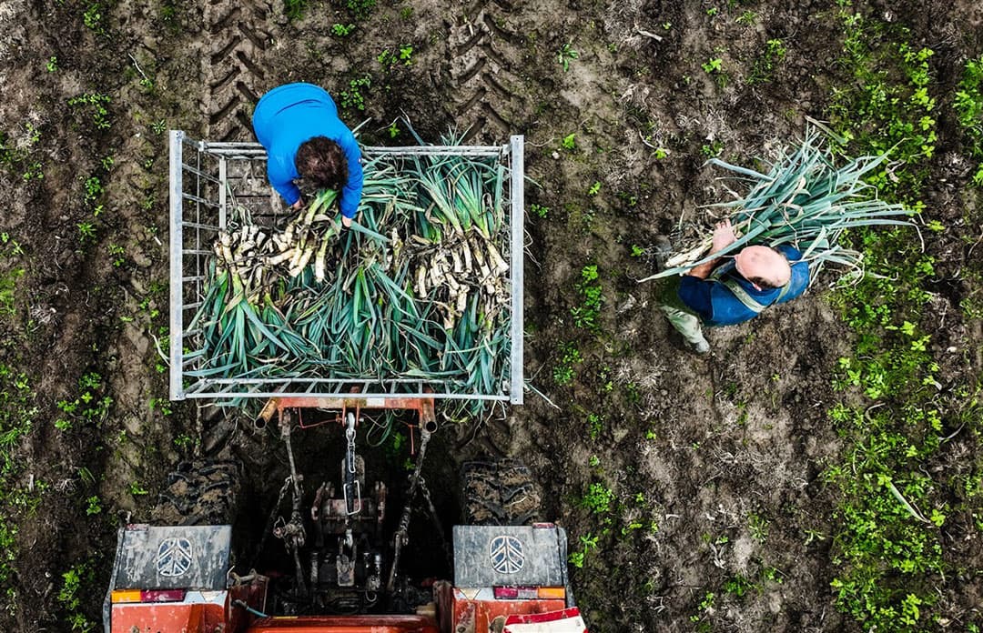 Prei wordt geoogst op een biologisch akkerbouwbedrijf. Landbouwminister Piet Adema wil het aandeel biologische landbouw opvoeren van de huidige 4 naar 15%. De PvdA vindt dat te weinig.- Foto: ANP