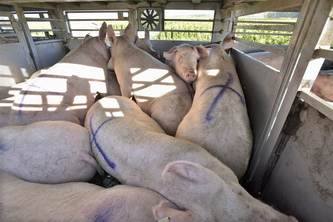 Voor paarden, varkens en koeien zou de maximaal toegestane temperatuur voor veetransport 25 graden zijn, voor geschoren schapen is dit 32 graden. - Foto: ANP