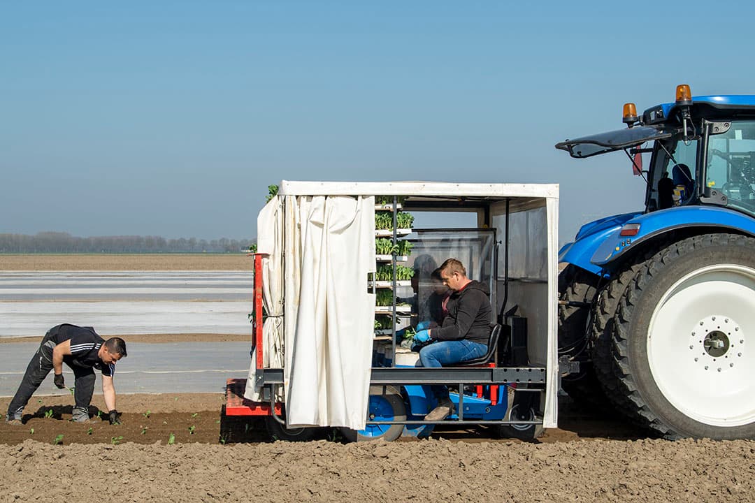 Planten van biologische kool. De kosten van biotelers zijn hoger zijn dan die van gangbare collega’s. Als de contractprijzen niet stijgen, vrezen biotelers dat hun kosten niet langer gedekt zijn. - Foto: Cor Salverius Fotografie