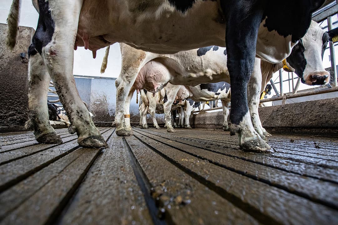 CDA-staatssecretaris (Infrastructuur en Waterstaat) Vivianne Heijnen wil dat emissiearme stalsystemen doen wat de producenten beloven. - Foto: Ronald Hissink