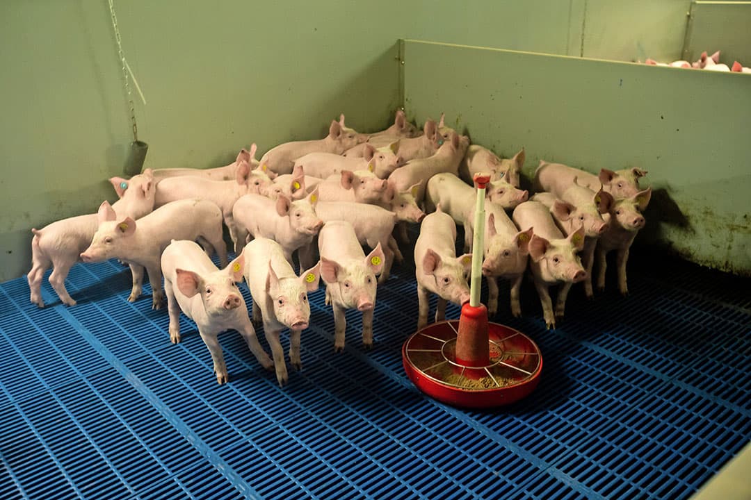 Gespeende biggen mogen vanaf 2025 alleen nog gehouden worden op een vloer die minstens  40%  dicht is. Dit lijkt de grootste aanpassing voor Beter Leven-bedrijven te zijn. - Foto: Bert Jansen