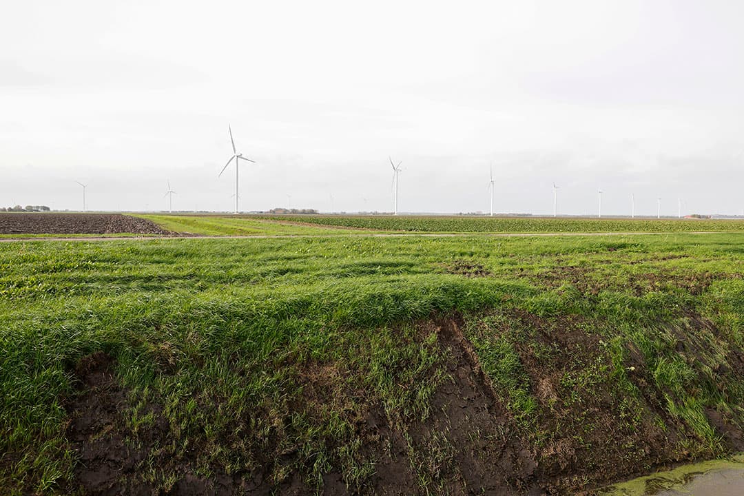 Een perceel in Zuidelijk Flevoland waar hoogteverschillen zich steeds duidelijker aftekenen, met natte plekken tot gevolg waardoor niet alle gewassen nog overal even goed te telen zijn. -Foto: Ton Kastermans