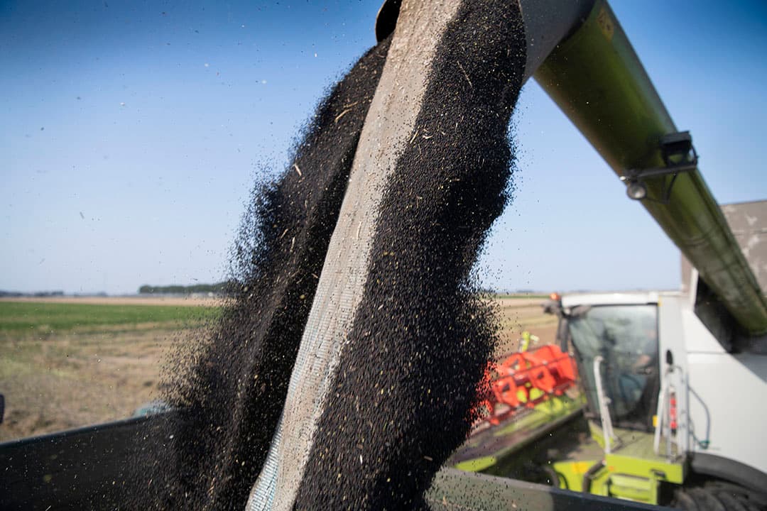 In varkensvoer is koolzaadolie een duurzamer alternatief voor palmolie dat een hoge impact heeft op de CO2-voetafdruk. - Foto: Mark Pasveer