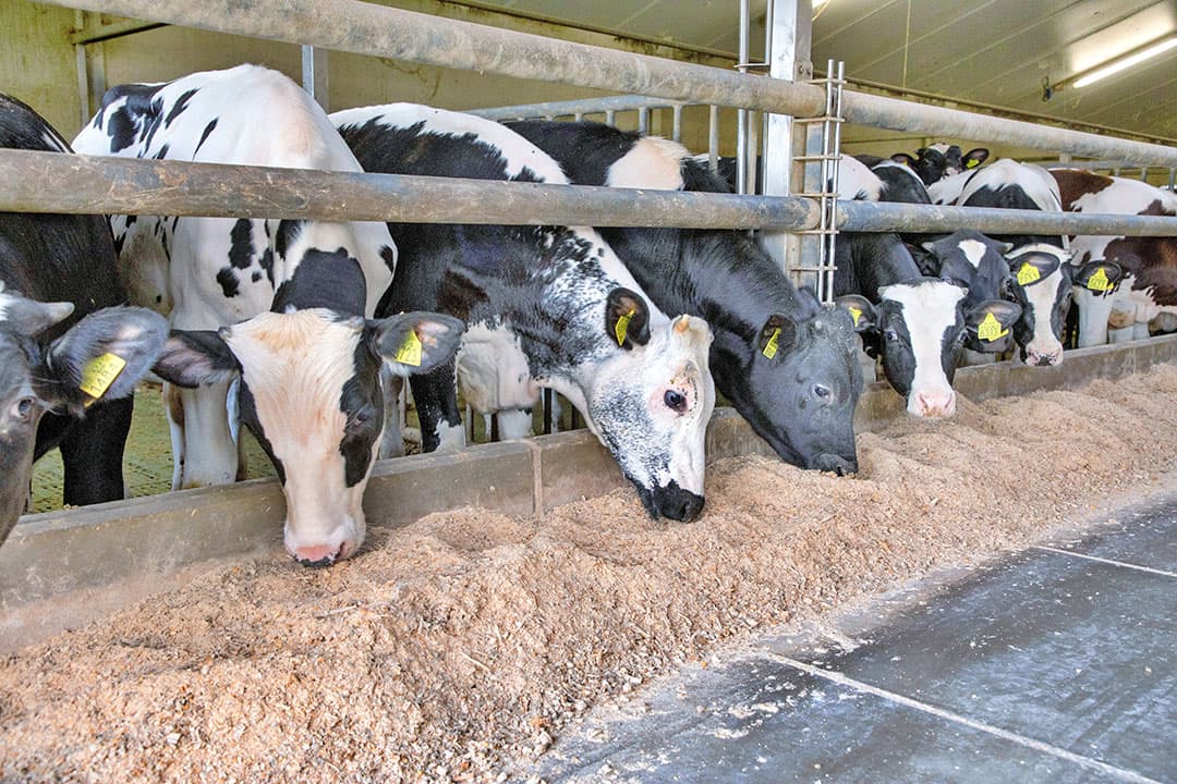 Rosévleeskalveren aan het voerhek. Met de overname van Van der Steijn wil Voergroep Zuid zijn marktaandeel in de markt voor rosévleeskalvervoer vergroten. - Foto: Herbert Wiggerman