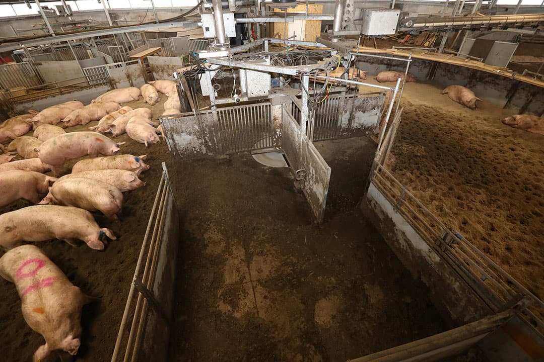 Bij het familievarken liggen de dragende zeugen centraal in de stal. Dat blijft in het nieuwe ontwerp ook zo, maar de vormgeving verandert. - Foto Henk Riswick