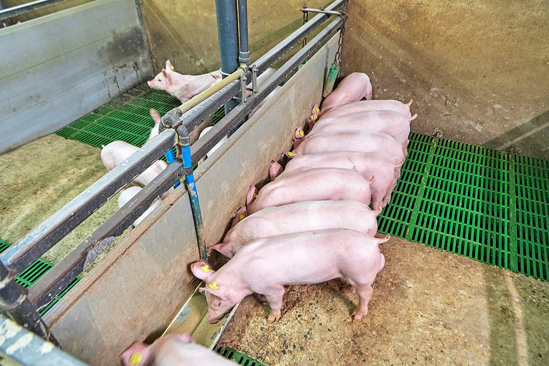 Een trog over de lengte van het hok biedt volop ruimte om gezamenlijk te eten. Ook kunnen dieren schuin staan om de rest van het hok in de gaten te houden. - Foto: Van Assendelft Fotografie