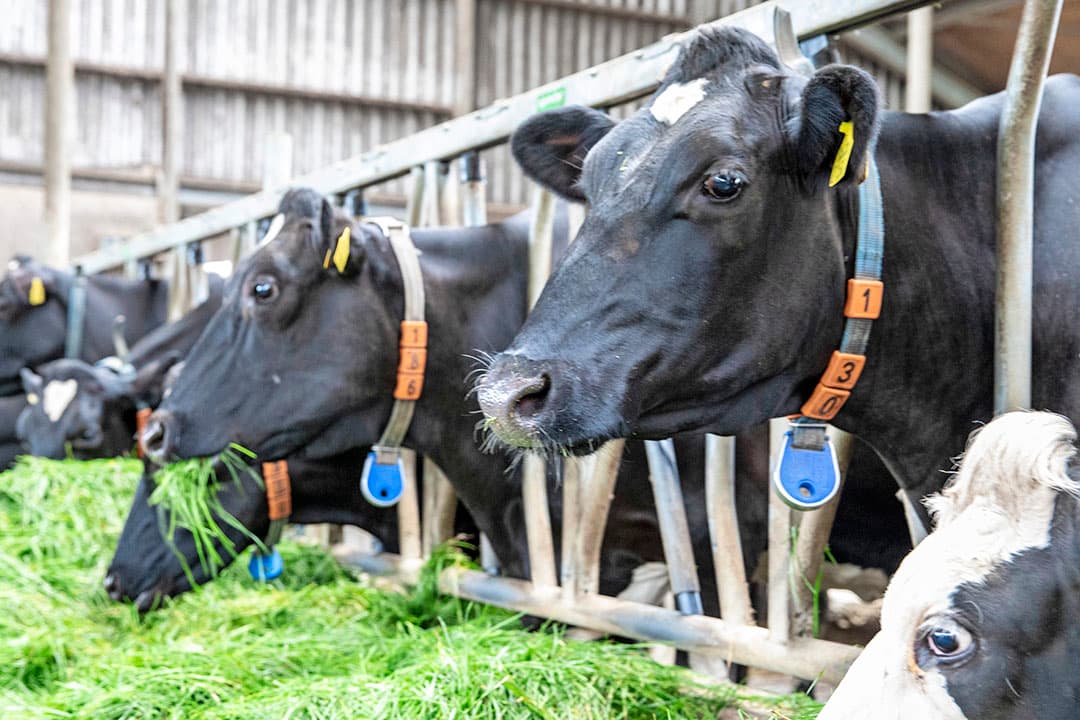 Naast sensoren in de melkrobot vormen activiteitenmeters een belangrijke bron van data op melkveebedrijven. In de toekomst zullen data meer gecombineerd worden, waarschijnlijk ook met cameratechnieken. - Foto: Anne van der Woude