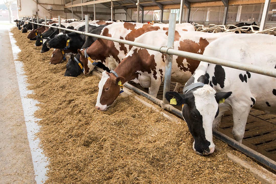 Snijmais bevat dit jaar veel minder zetmeel. De uitdaging is om de energie uit celwanden meer te benutten. Volgens leveranciers van levende en gefermenteerde gist kan dat. - Foto: Koos Groenewold