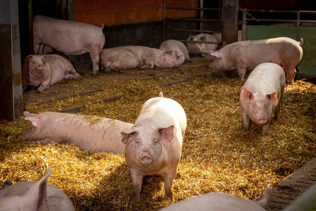 Een beter dierenwelzijn betaald door de markt is het beste dat we kunnen krijgen, schrijft Annechien ten Have. Maar in de brief van de minister zit een adder onder het gras. – Foto: Koos Groenewold