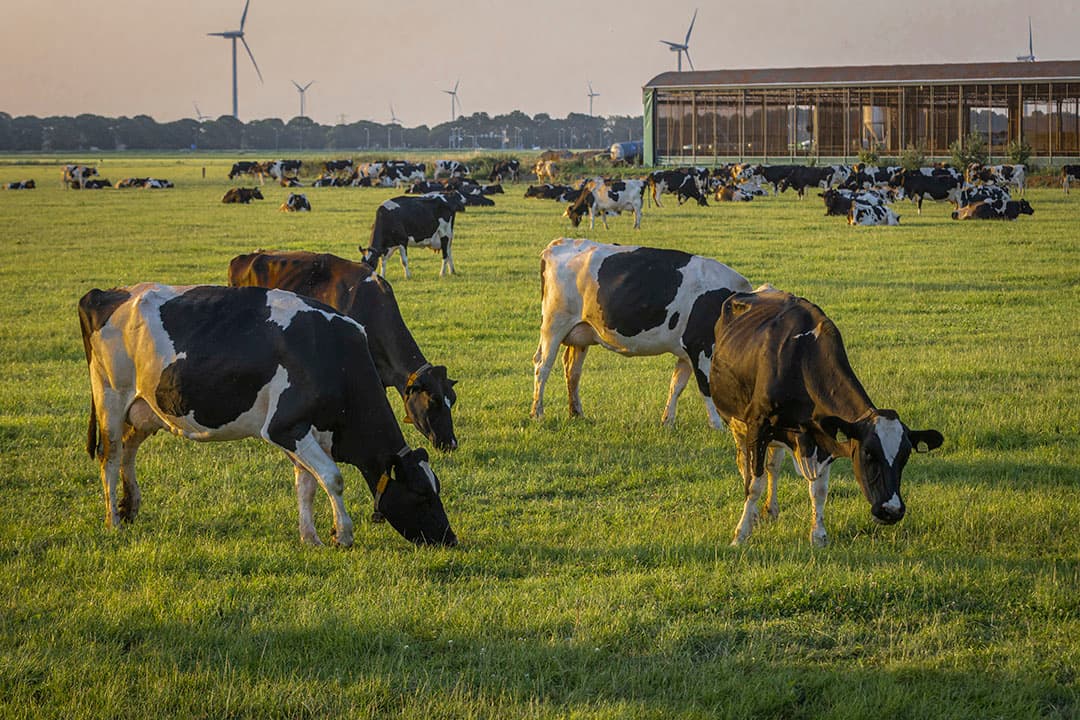 rantsoen en de kwaliteit van het eigen ruwvoer hebben directe invloed op de methaanemissie