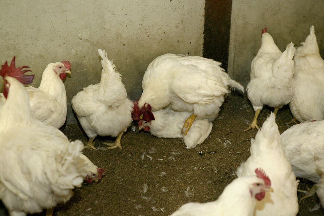 De ingreep aan een deel van de achterste teen van hanen wordt gedaan om te voorkomen dat de haan met de nagels de hen beschadigt tijdens de paring. - Foto: Jan Willem Schouten
