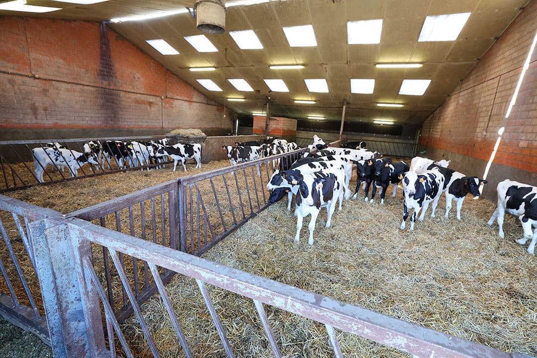 vervoersverbod kalveren jonger dan 28 dagen