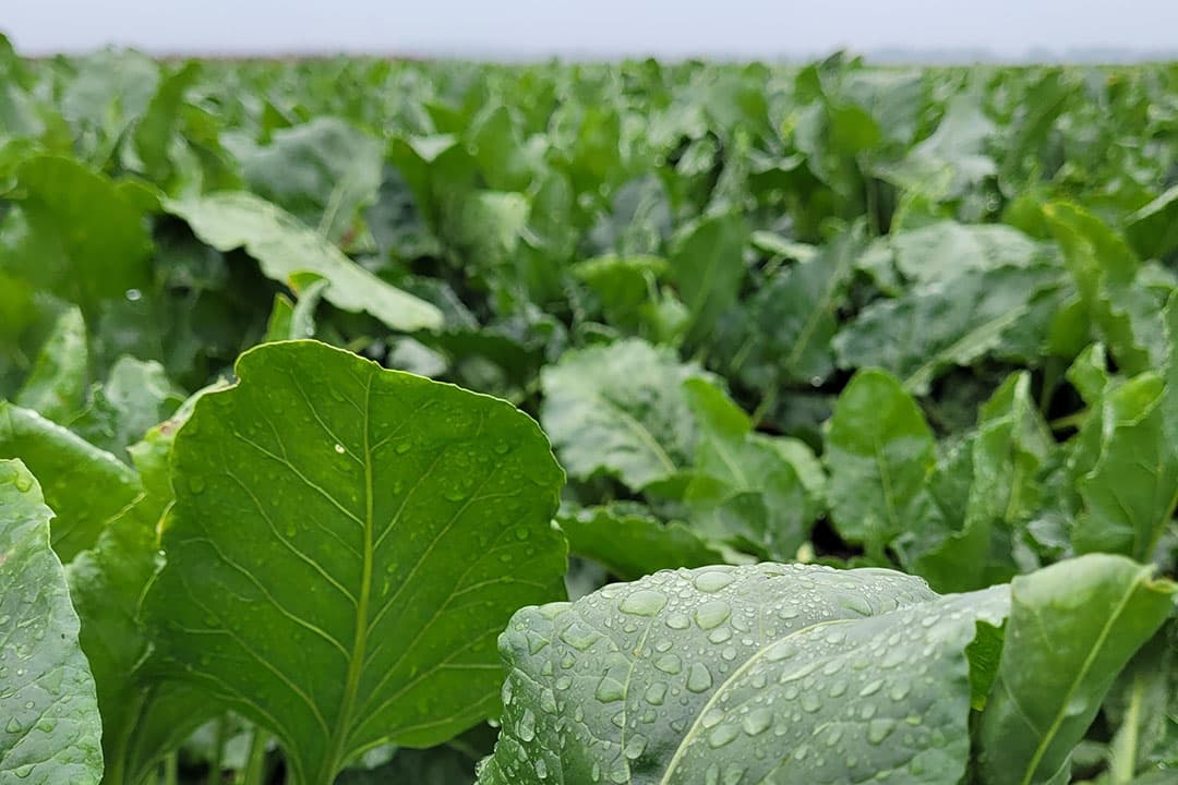 Een goede grondbewerking met een juiste bemesting staan aan de basis van een succesvolle beheersing van bladschimels in suikerbieten. - Foto: SesVanderHave