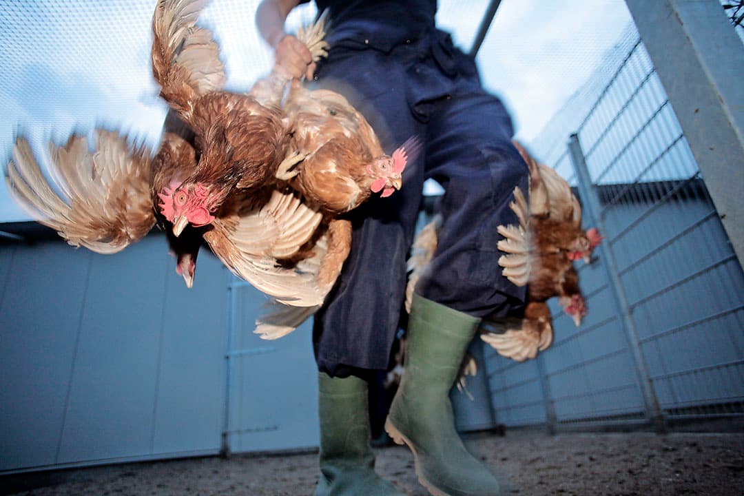 De NVWA moet handhavend optreden tegen het aan de poten vangen van kippen. Een waarschuwing volstaat niet meer. - Foto: Ton Kastermans Fotografie