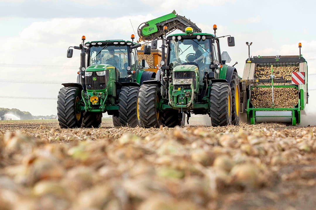 Oogst van uien in september dit jaar. Naast de tegenvallende opbrengsten door de droogte viel ook de kwaliteit van de uien tegen. - Foto: Koos van der Spek