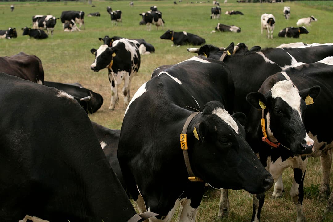 Het percentage bedrijven dat (deel)weidegang biedt ligt al meerdere jaren ruim boven het gestelde doel van 81,2%. - Foto: Michel Zoeter