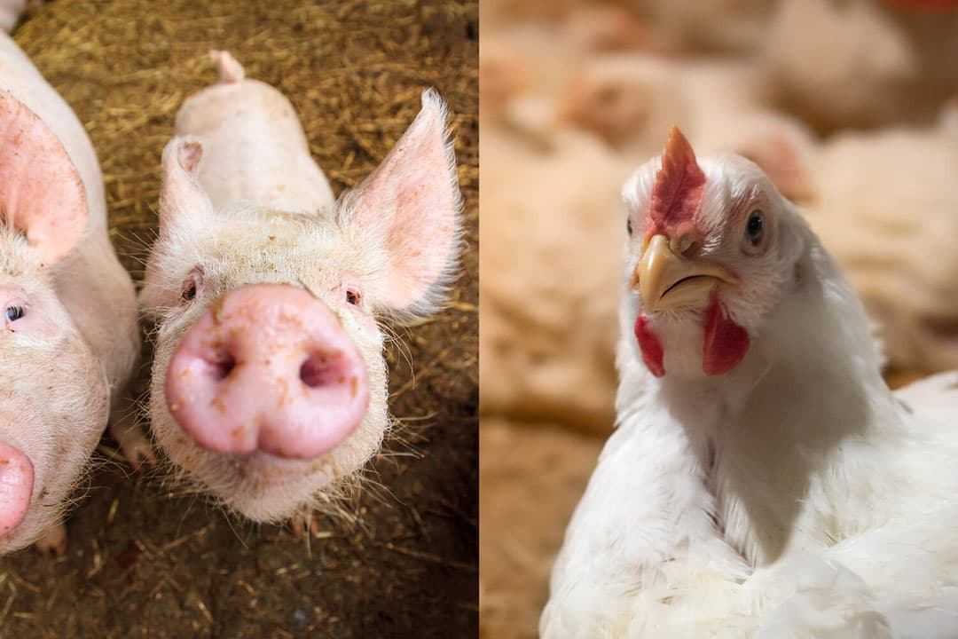 Landbouwminister Adema zegt dat er nu al een pilot gaande is waarbij griepvirussen worden gemonitord op varkensbedrijven. - Foto's: Canva, beeldbewerking