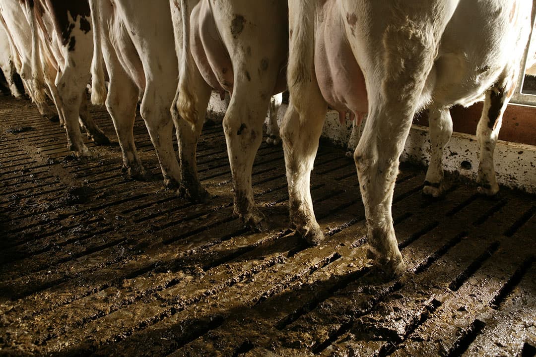 Veel veehouders en erfbetreders onderschatten het aantal kreupele koeien op het bedrijf. - Foto: Mark Pasveer