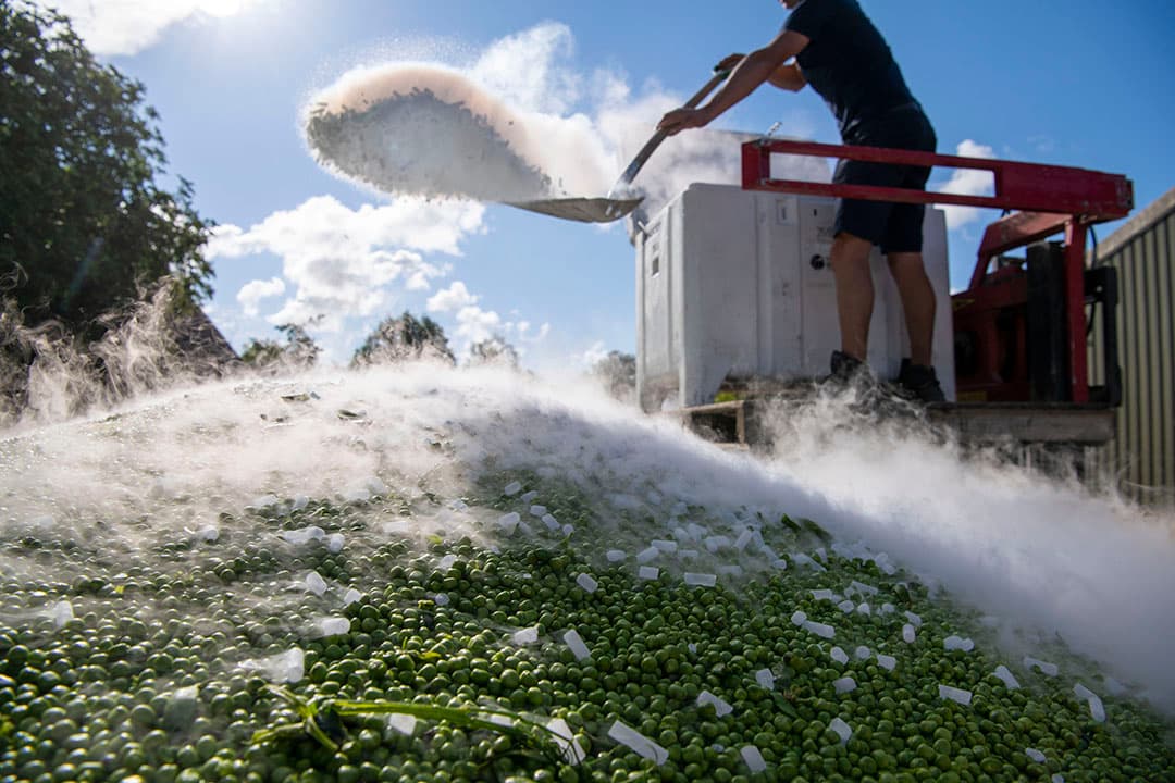 Doperwtenoogst afgelopen zomer door Hack Harvest. -Foto: Mark Pasveer