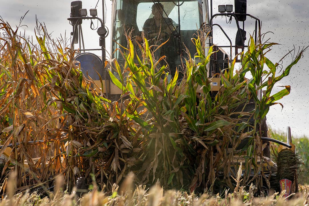 Droogte vanaf begin juli kenmerkt het maisseizoen 2022. Zelfs in Noord-Nederland werd op droogtegevoelige percelen al op 29 juli de eerste mais geoogst. De afrijping van mais was uitzonderlijk vroeg. - Foto: Mark Pasveer