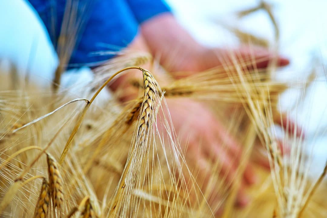 Voorlopig moeten telers het doen met versnipperde adviezen en hun eigen plan trekken als het gaat over natuurinclusief verbouwen van gewassen. - Foto: Canva