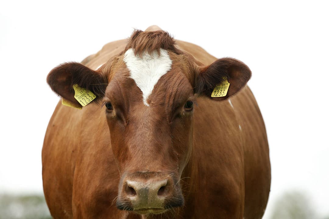 Drachtige koe in de wei. Er zijn veel factoren die invloed hebben op de vruchtbaarheid. Op een aantal kun je direct invloed hebben, zoals de juiste voeding tijdens de transitieperiode - Foto: Harry Onstein