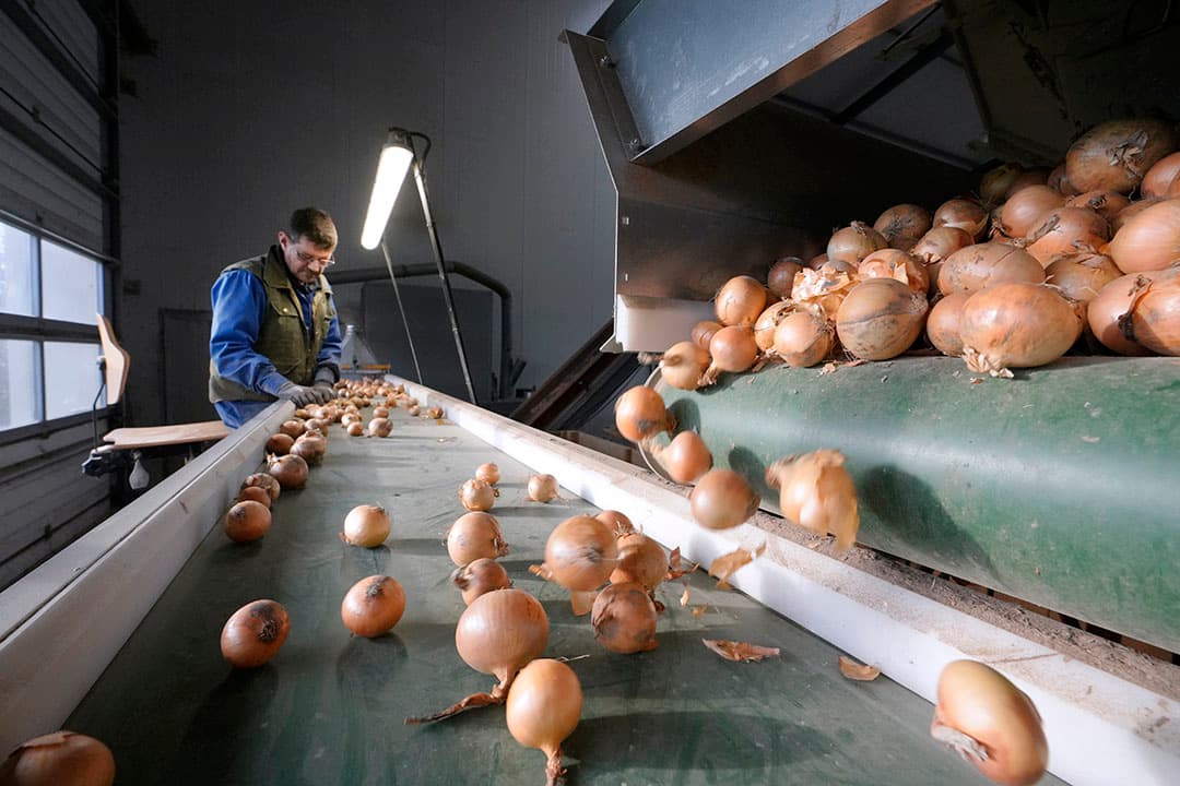 De af-land uienpool van Agrifirm bracht € 24,86 per 100 kilo gele uien op, exclusief ledenvoordeel. - Foto: Ruud Ploeg
