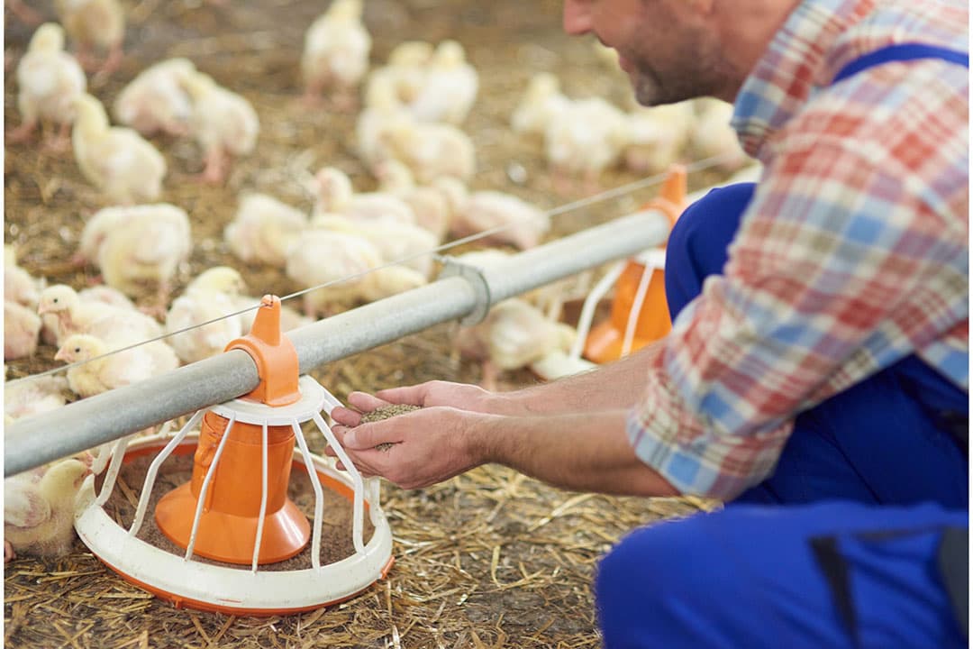 Pluimveehouders waren in de Agro Vertrouwensindex over de economische situatie nog niet eerder zo negatief Foto: Canva