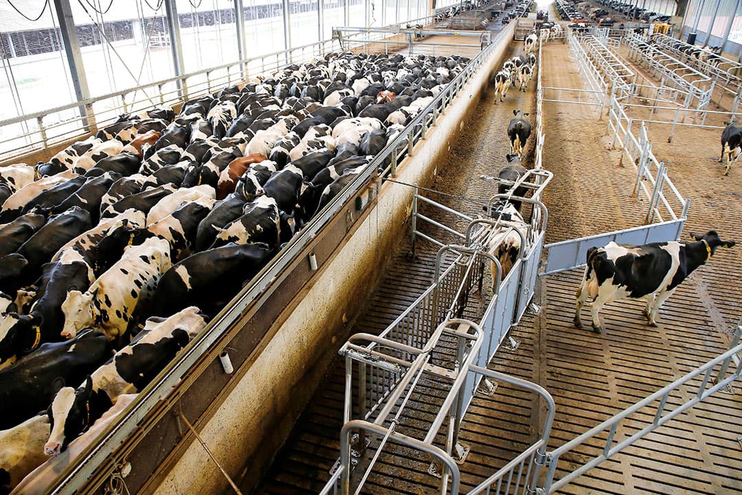 Vreba Melkvee wil geen geld steken in fosfaatrechten maar in innovaties, zoals milieuvriendelijke stallen. Dat zou verdere uitbreiding naar 3.000 koeien in Vredepeel mogelijk moeten maken. – Foto: Hans Prinsen