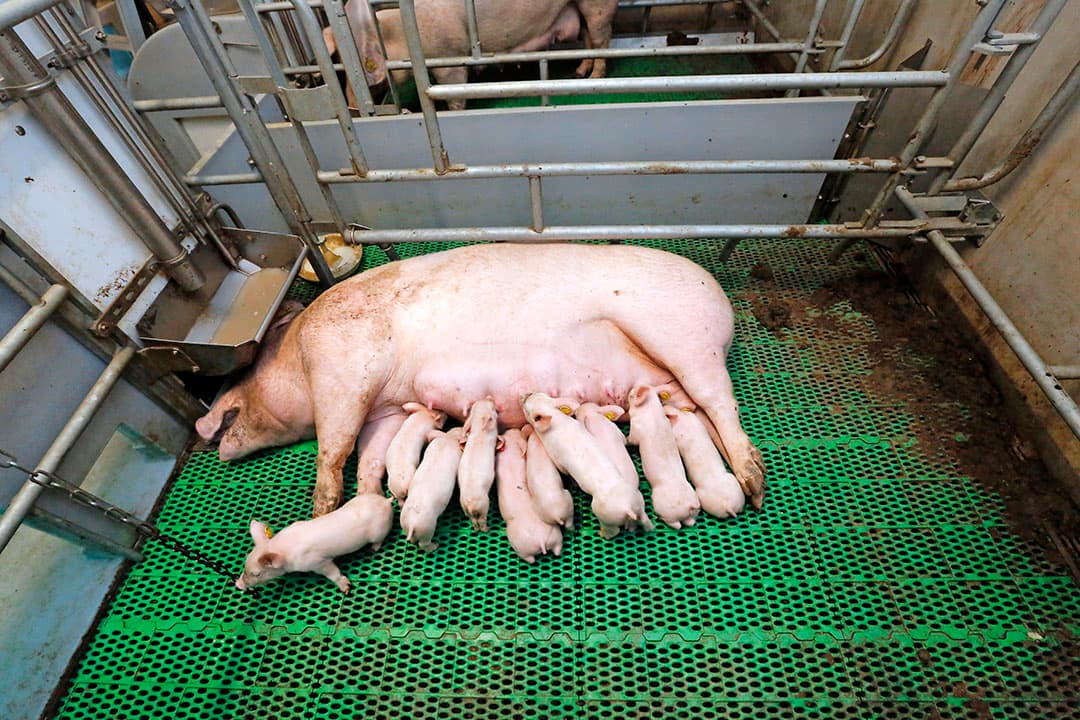 Het risico op doodliggen is in een vrijloopkraamhok hoger. Met de BigLife wordt de zeug gewaarschuwd als ze op een big gaat liggen.