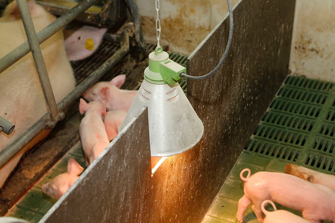 Voormalig zeugenbedrijf van Adriaan Straathof in Gladau, Duitsland. Straathof heeft in Duitsland een beroepsverbod. - Foto: Henk Riswick