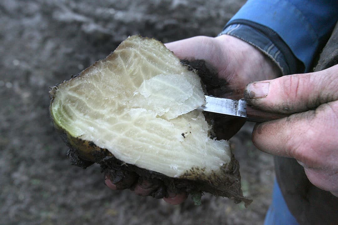 Bevroren suikerbiet. Bieten met vorstschade worden glazig en gaan dan rotten. - Foto: Peter Roek