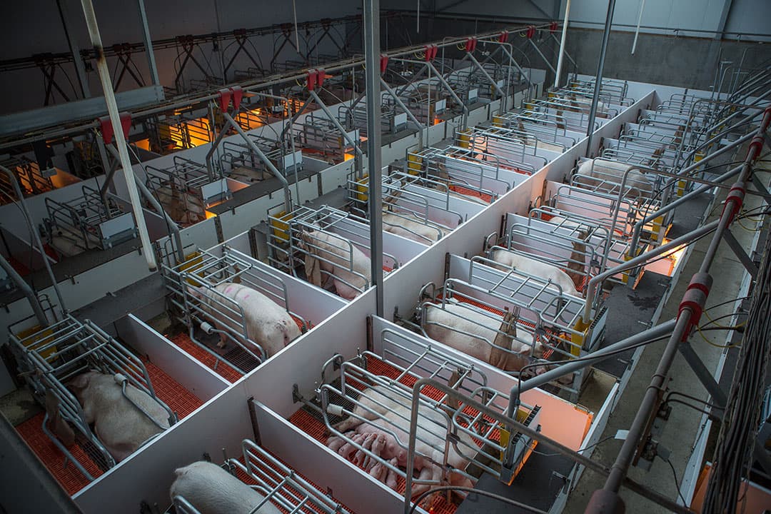 Een zelfredzame zeug kan een oplossing zijn om het hoofd te bieden aan de arbeidskrapte in de varkenssector, zeker op de grotere bedrijven. - Foto: Peter Roek