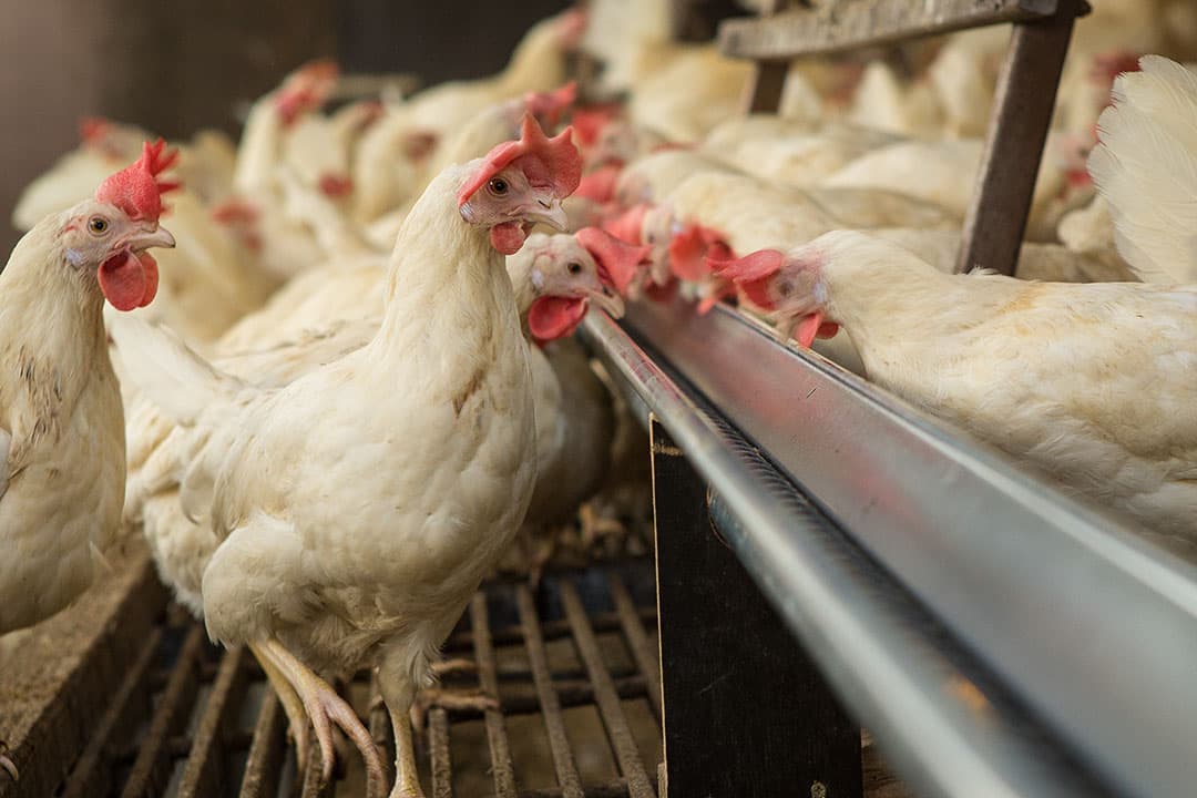 stoppen door vogelgriep