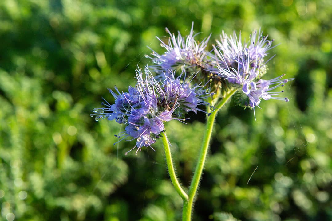 Phacelia. - Foto: Peter Roek