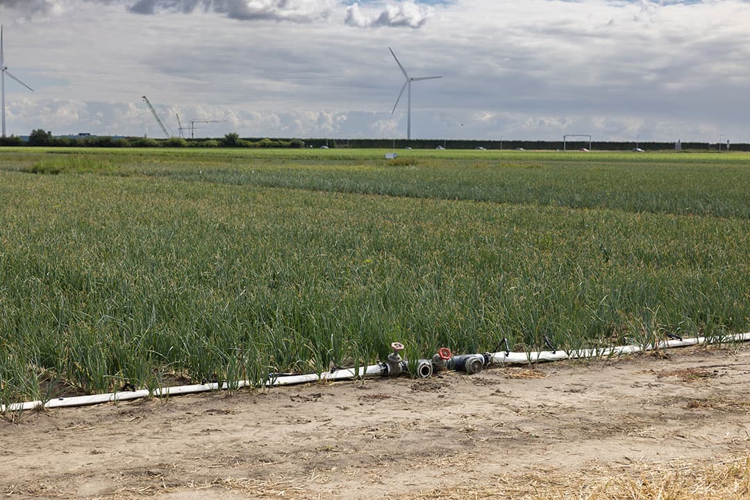 uien bij droogte druppelen met brak water