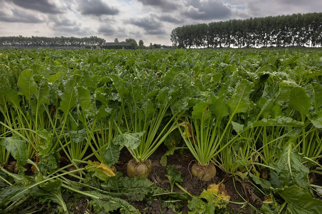 Foto: Peter Roek