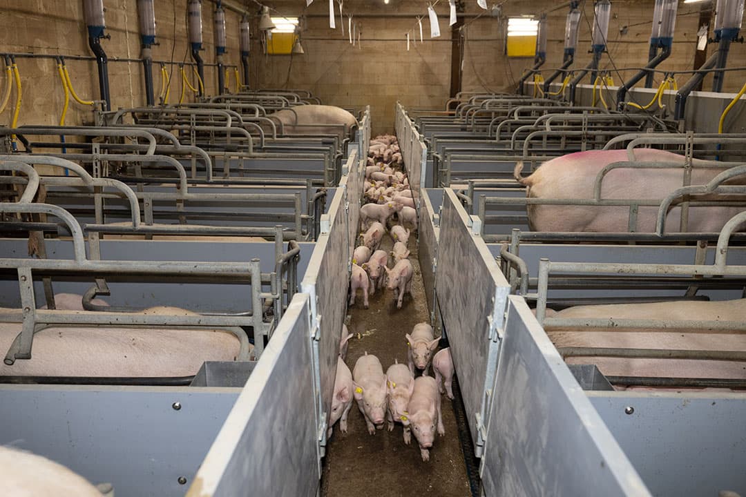 Voor de zeugenhouders wordt het nog een beetje doorbijten tot de volgende zomer, verwacht columnist Mari van Genugten. - Foto: Peter Roek