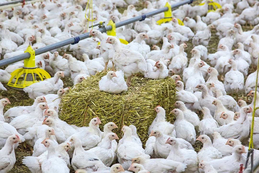 Ondanks hoger voerverbruik is de carbonfootprint van scharrelkuikens lager dan die van reguliere vleeskuikens. Maar als voor de teelt van de soja in het voer geen bossen zijn gekapt, zijn reguliere kuikens klimaatvriendelijker. - Foto: Koos Groenewold