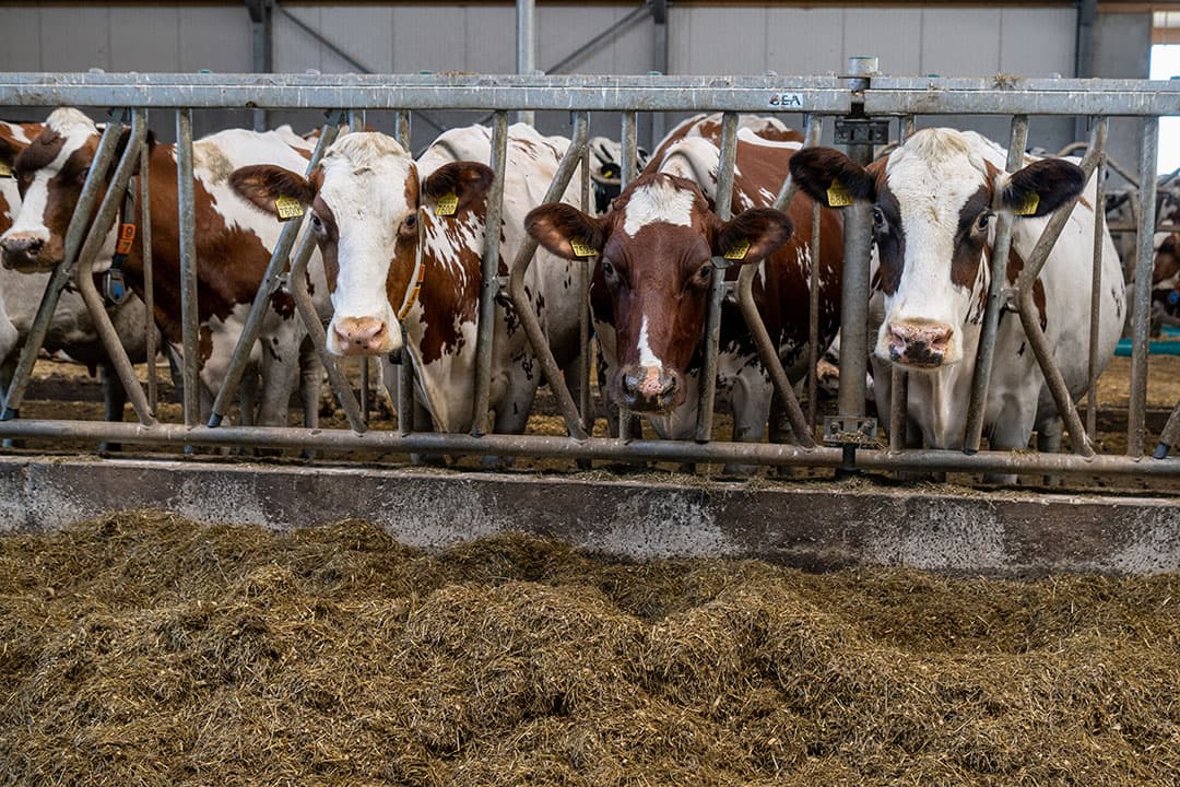 Foto: Frans Uijlenbroek